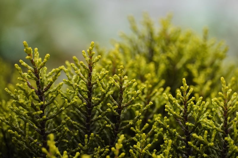 Fantasy shrubs